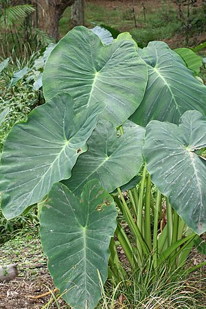 토란(Colocasia esculenta)