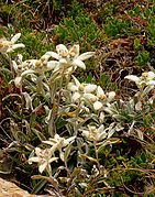 Edelweiss