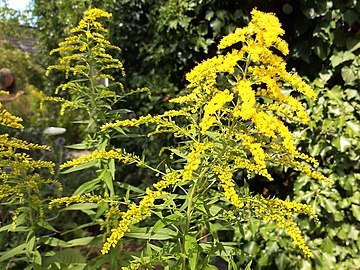 canadian goldenrod