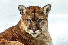 Portrait d'un puma sur fond de neige.