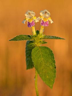 Galeopsis speciosa, Keila, noroeste da Estônia. (definição 3 108 × 4 144)