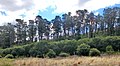 Image 50A Monterey pine forest in Sydney, Australia (from Conifer)