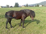 Cheval Barraquand