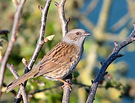 Geweune hoagemussche (Prunella modularis)