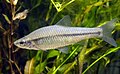 Pseudorasbora parva (Topmouth gudgeon)