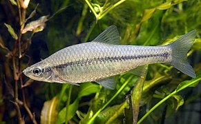 Pseudorasbora parva (Topmouth gudgeon)