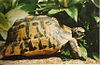 A tortoise, Testudo graeca