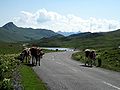 Auf der Passstrasse Richtung Süden