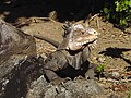 Lesser Antillean Iguana, Dominica.