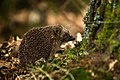 Image 4 European Hedgehog Photo: Hrald The European Hedgehog (Erinaceus europaeus) is a hedgehog species native to western and northern Europe. Adults are 20–30 cm (7.9–11.8 in) in length, weighing from 600 to 1,200 g (21 to 42 oz), depending on the season, with males slightly larger than females. It is nocturnal, and if alarmed will roll itself into a ball, protecting itself against potential predators with its spines. More selected pictures