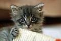 A kitten for you! For your work on Spijkstaal The Banner talk 08:19, 16 October 2021 (UTC)