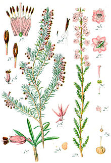 Erica carnea