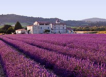 Virentia Mediterranea (lavandula) in Provinciā.