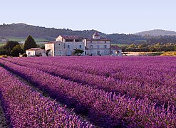 Mediteranska vegetacija (lavanda) i Provansi