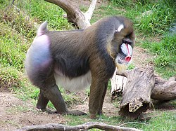 Mandril (Mandrillus sphings)