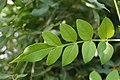 மூவிதழ் இலையமைவு (trifoliate)