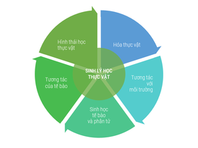 A Venn diagram of the relationships between five key areas of plant physiology