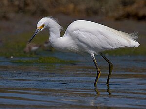 스노이백로 (Egretta thula)