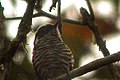 White-eared bronze cuckoo