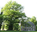 Le chêne multiséculaire de Mesnil-Église.