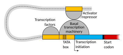 Transcription