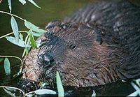 Канадалық құндыз, Castor canadensis