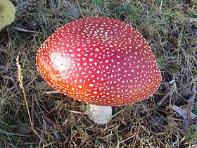 Rød fluesvamp (Amanita muscaria)