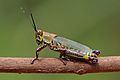 Zonocerus variegatus femelle