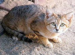 Paka-mchanga (Felis margarita)