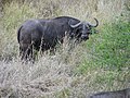 'n Volwasse buffel in die veld.