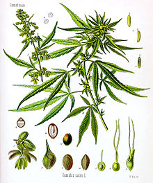 Common hemp