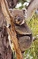 Image 10 Koala Photo: JJ Harrison A female koala (Phascolarctos cinereus), an arboreal herbivorous marsupial native to coastal regions of eastern and southern Australia. The word "koala" comes from the Dharuk word gula. English-speaking settlers from the late 18th century first called it "koala bear" due to its similarity in appearance to bears, although they are not at all related. Instead, its closest living relative is the wombat. More selected pictures