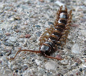 지네의 일종 Lithobius forficatus