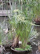 Hábito de Cyperus papyrus.