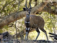 Бушбок (Tragelaphus scriptus), виглядає майже ідеально рівним за тоном, його контрзатінення повністю скасовує його самозатінення.