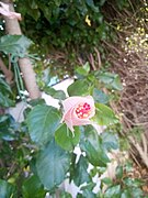 White Hibiscus with closed leaves,Tunisie