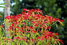 Green stalks with green leaves, shooting straight up. Not more than a few feet tall, with clusters of red leaves at their tips