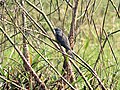 Plaintive cuckoo