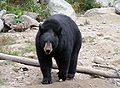 Ursus americanus