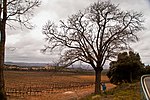 Servera de Riudabella (Vimbodí i Poblet)