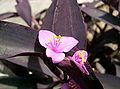 Tradescantia pallida