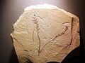 Archaefructus, plus ancienne fleur, découverte en Chine.