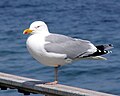 Gråmåke Larus argentatus