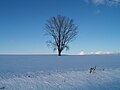 北海道美瑛町の冬（哲学の木）