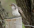 Pallid cuckoo