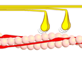 Dwarsverbindingcyclus fase 3 - Myosinekopjes (geel) laten los onder opname van ATP van het actine (roze).