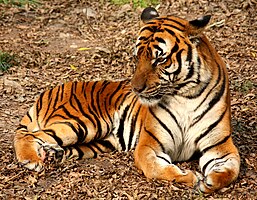 Südchinesischer Tiger (Shanghai Zoo)