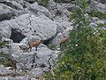 Abruzzo Chamois