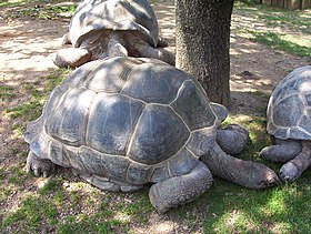 Geochelone gigantea