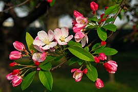 Crabapple blossoms.